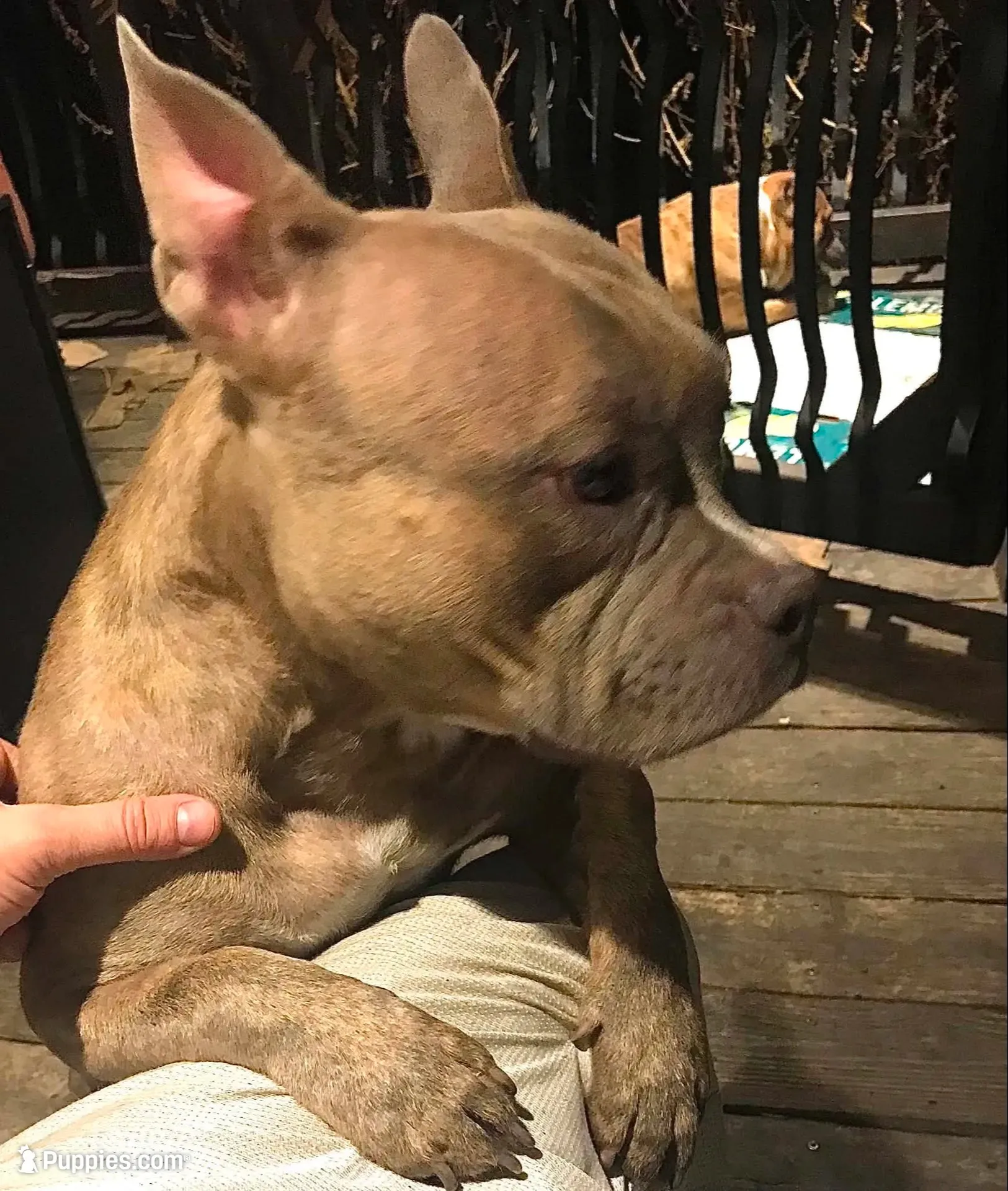 Mushu, a female American Bully for sale in Boone, IA – 8 of 10