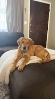 Millie, a female Golden Retriever for sale in Wichita, KS – 3 of 10