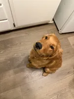 Millie, a female Golden Retriever for sale in Wichita, KS – 6 of 10