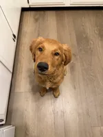 Millie, a female Golden Retriever for sale in Wichita, KS – 7 of 10