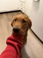 Millie, a female Golden Retriever for sale in Wichita, KS – 5 of 10