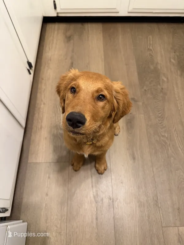 Millie – Golden Retriever puppy for sale in Wichita, KS