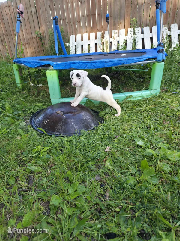 Carbon – American Bulldog puppy for sale in Lima, OH