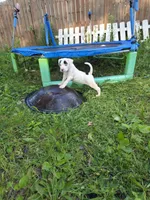 Carbon, a female American Bulldog for sale in Lima, OH – 1 of 8