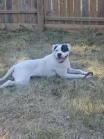 On-A-Mission Kennelz, a female American Bulldog for sale in Lima, OH – 5 of 5