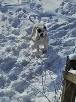 On-A-Mission Kennelz, a female American Bulldog for sale in Lima, OH – 4 of 5