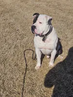 On-A-Mission Kennelz, a female American Bulldog for sale in Lima, OH – 3 of 5