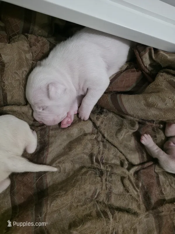 Snowball – American Bulldog puppy for sale in Lima, OH