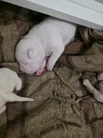 Snowball, a female American Bulldog for sale in Lima, OH – 1 of 6
