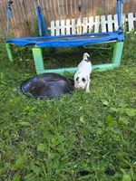 Carbon, a female American Bulldog for sale in Lima, OH – 3 of 8