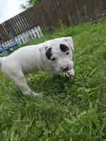Carbon, a female American Bulldog for sale in Lima, OH – 2 of 8