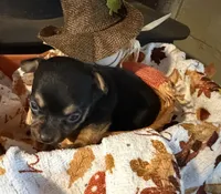 Pumpkin Spice, a female Chihuahua for sale in Dorena, OR – 1 of 2