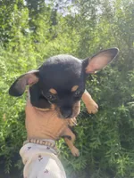 Crepe, a female Chihuahua for sale in Dorena, OR – 6 of 7