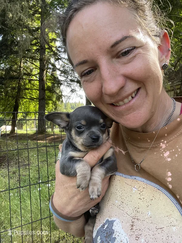 Sausage – Chihuahua puppy for sale in Dorena, OR
