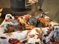 Misty Morning, a female Chihuahua for sale in Dorena, OR – 5 of 6