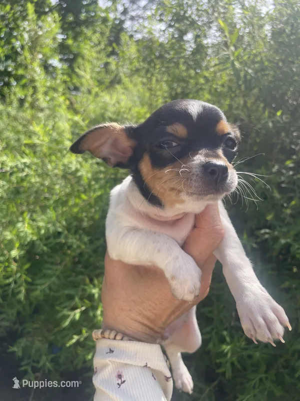 Pancake – Chihuahua puppy for sale in Dorena, OR