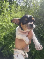 Pancake, a male Chihuahua for sale in Dorena, OR – 2 of 10