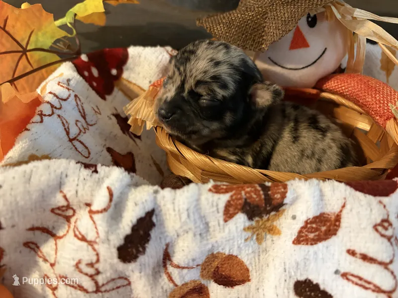 Changing colors “Change” – Chihuahua puppy for sale in Dorena, OR