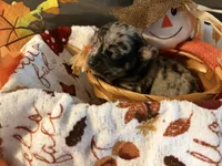 Changing colors “Change”, a male Chihuahua for sale in Dorena, OR – 1 of 4