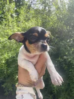 Pancake, a male Chihuahua for sale in Dorena, OR – 3 of 10