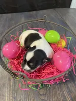 Gordita girl #3, a female Chihuahua for sale in Dorena, OR – Photo 4 of 5