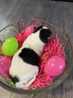 Gordita girl #3, a female Chihuahua for sale in Dorena, OR – Photo 5 of 5