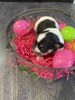 Gordita girl #3, a female Chihuahua for sale in Dorena, OR – Photo 2 of 5