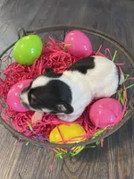 Gordita girl #3, a female Chihuahua for sale in Dorena, OR – Photo 3 of 5