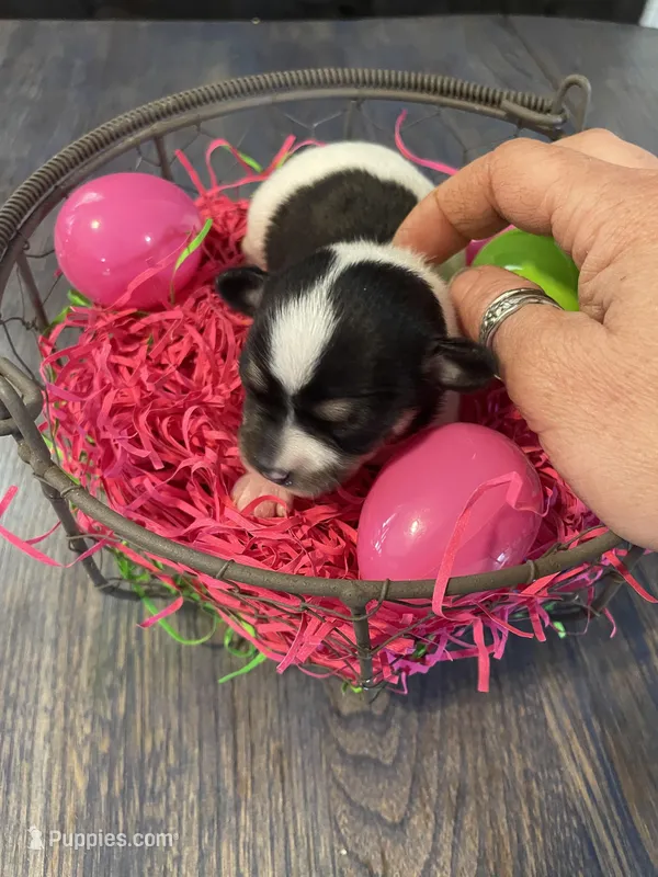 Gordita girl #3 – Chihuahua puppy for sale in Dorena, OR