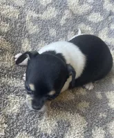 Biscuit , a female Chihuahua for sale in Dorena, OR – 3 of 5