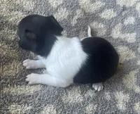 Biscuit , a female Chihuahua for sale in Dorena, OR – 2 of 5