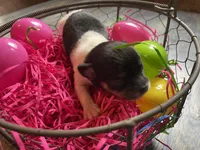 Gordita girl #1, a female Chihuahua for sale in Dorena, OR – Photo 3 of 4