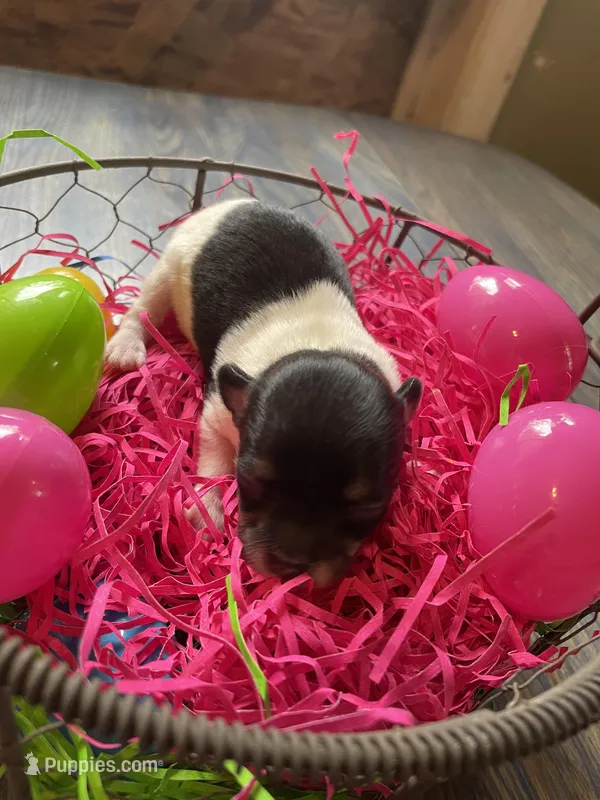 Gordita girl #1 – Chihuahua puppy for sale in Dorena, OR