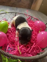 Gordita girl #1, a female Chihuahua for sale in Dorena, OR – Photo 1 of 4