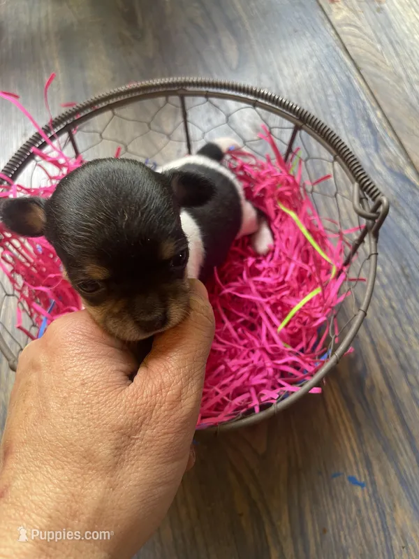 Gordita girl #1 – Chihuahua puppy for sale in Dorena, OR