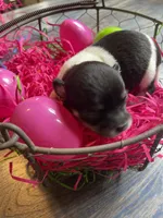 Gordita girl #1, a female Chihuahua for sale in Dorena, OR – Photo 2 of 4