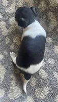 Biscuit , a female Chihuahua for sale in Dorena, OR – 5 of 5