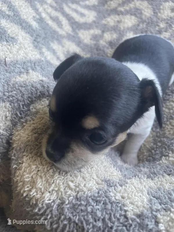 Biscuit  – Chihuahua puppy for sale in Dorena, OR