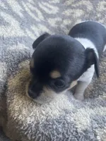 Biscuit , a female Chihuahua for sale in Dorena, OR – 1 of 5