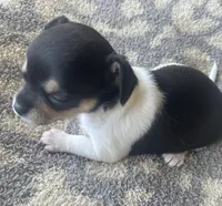 Biscuit , a female Chihuahua for sale in Dorena, OR – 4 of 5