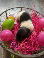 Gordita girl #1, a female Chihuahua for sale in Dorena, OR – Photo 4 of 4
