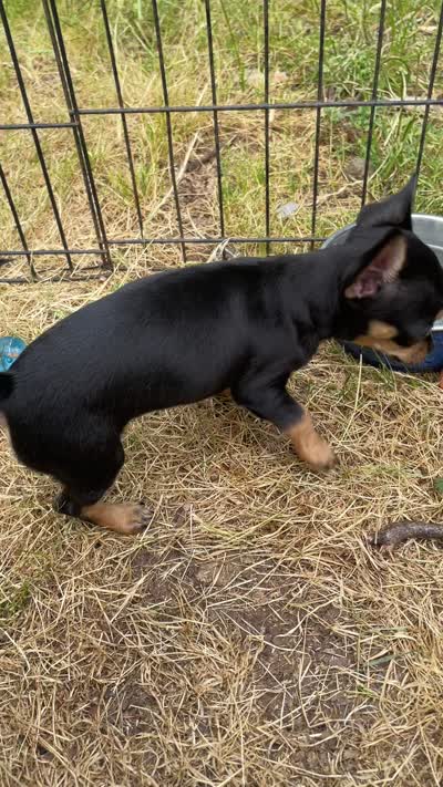 Crepe, a female Chihuahua for sale in Dorena, OR – 7 of 7
