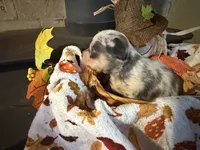 Falling Leaves “Leaf”, a male Chihuahua for sale in Dorena, OR – 7 of 7