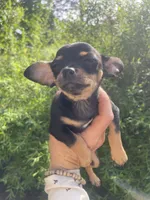 Crepe, a female Chihuahua for sale in Dorena, OR – 4 of 7