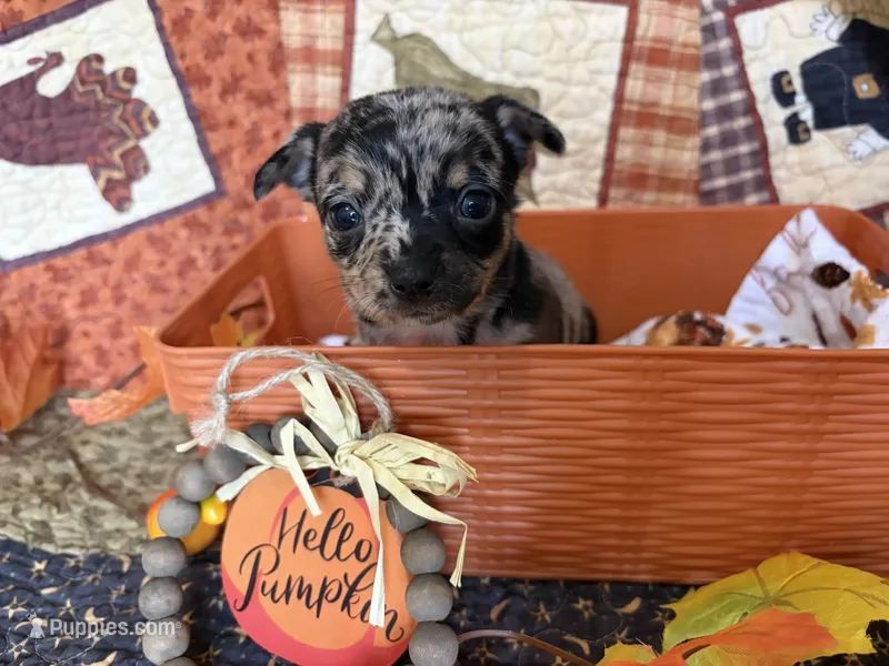 Changing colors “Change” – Chihuahua puppy for sale in Dorena, OR