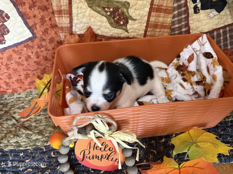 “Rainy” days  – Chihuahua puppy for sale in Dorena, OR