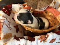 “Rainy” days , a female Chihuahua for sale in Dorena, OR – 3 of 4
