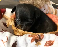 Boots, a male Chihuahua for sale in Dorena, OR – 4 of 4