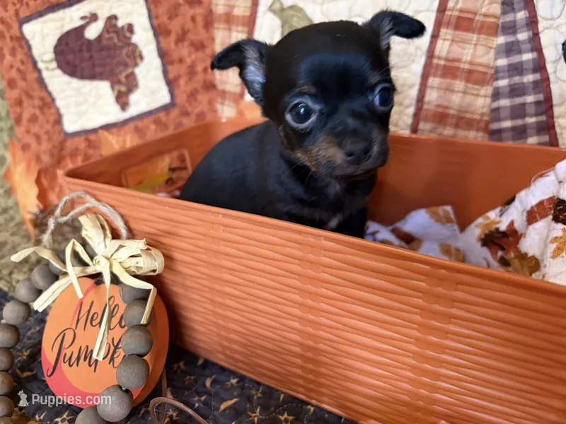 Boots – Chihuahua puppy for sale in Dorena, OR