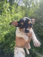 Pancake, a male Chihuahua for sale in Dorena, OR – 7 of 10